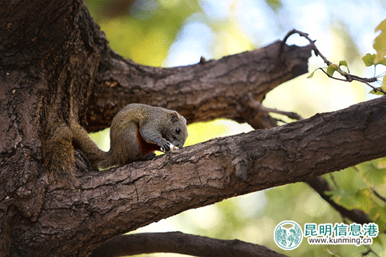 云大的银杏黄了松鼠胖了 市民争相喂食拍照