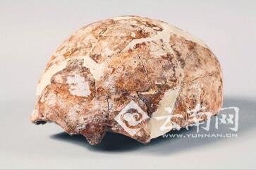 “蒙自人”头盖骨