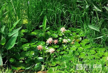 鲜花之城塔城桥城等 昆明居然有这么多实至名归的美名