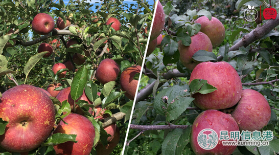 宁蒗,彝族,苹果 宁蒗,彝族,苹果