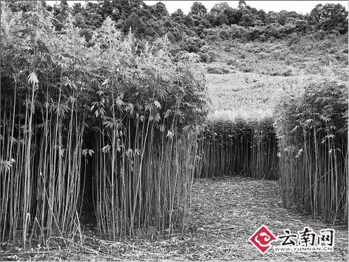 大麻,生物萃取,昆明