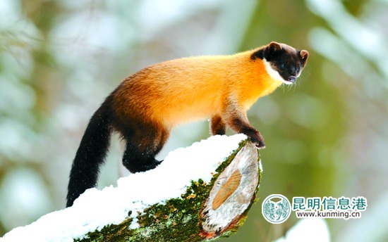 4种珍稀野生动物现身轿子山保护区