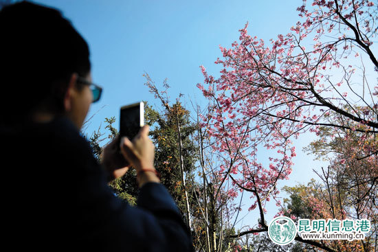 昆明街头冬樱花盛开 红塔西路环湖东路龙泉路迎来观赏季 昆明街头冬樱花盛开 红塔西路环湖东路龙泉路迎来观赏季