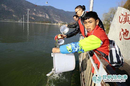 “昆明之美”元旦举行放鱼节 510公斤白鲢鱼苗入滇池 “昆明之美”元旦举行放鱼节 510公斤白鲢鱼苗入滇池