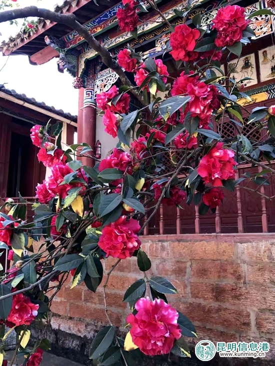 昆明富民县油菜花竞相开放 静待四方客