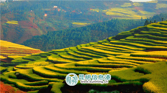 3月到罗平 看花海赛道上的马拉松和自行车赛