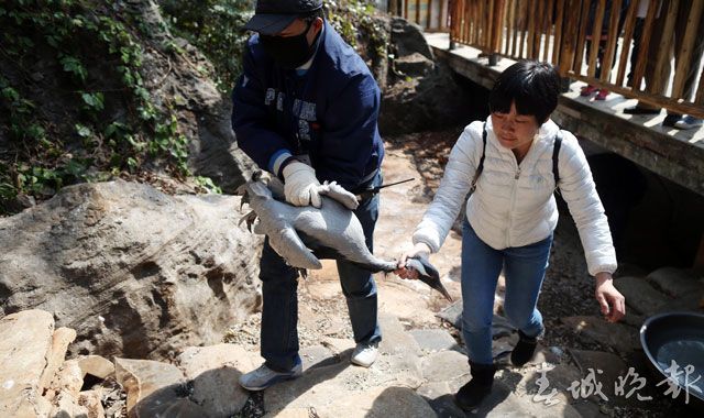 鹤,动物园,打架