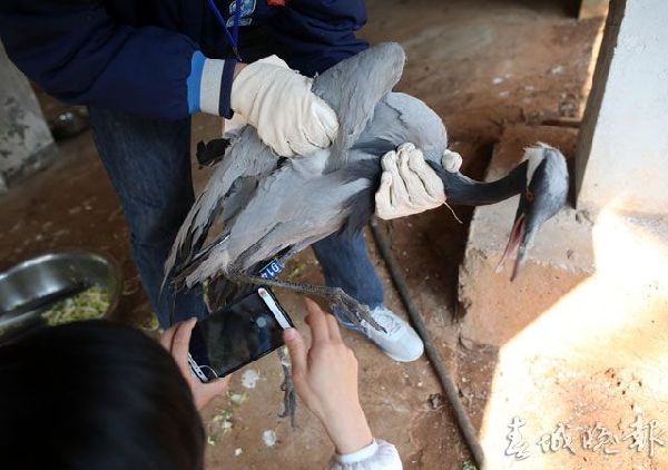 鹤,动物园,打架