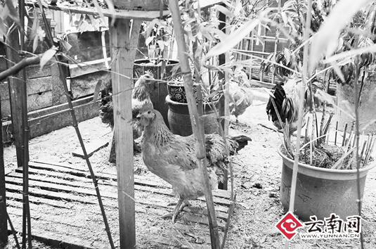 昆明佳湖小区住户绿化带中养鸡 邻居担心禽流感