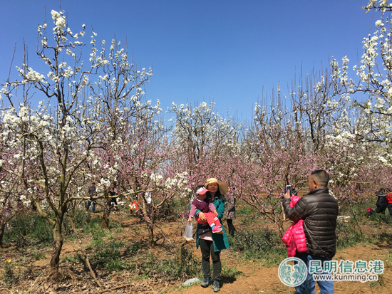 呈贡万溪梨花节
