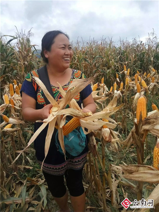 一个玉米一个小麦 它们都获得了云南科技进步一等奖 一个玉米一个小麦 它们都获得了云南科技进步一等奖