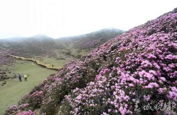 马鹿塘,杜鹃花,门票