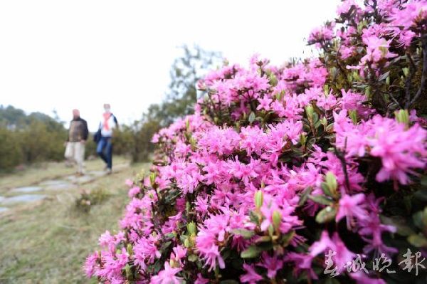 马鹿塘,杜鹃花,门票