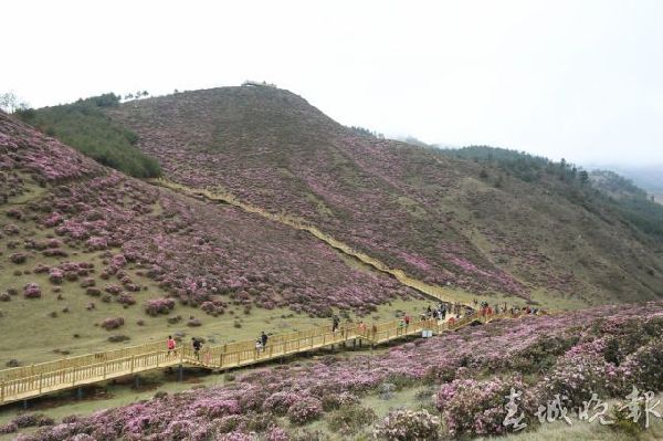 马鹿塘,杜鹃花,门票