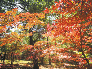 红枫叶,黑龙潭公园,亲子定向越野活动