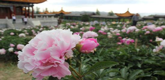 和林格尔第八届芍药国际文化旅游节5月29日开幕