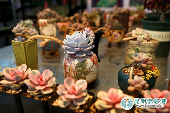 第十八届中国昆明国际花卉展今日开幕