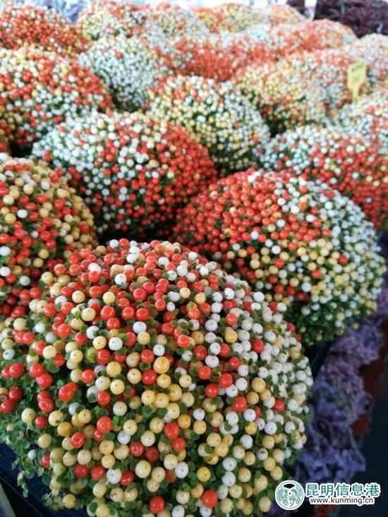 第十八届中国昆明国际花卉展今日开幕