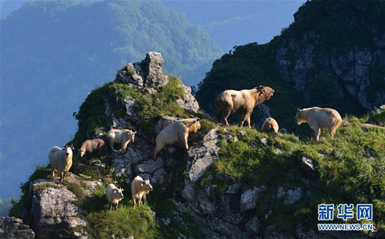 一群羚牛在药子梁山顶活动