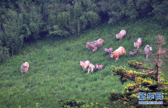 一群羚牛在药子梁高山草甸上栖息