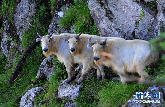 3只羚牛整齐地并立在山上向远处张望