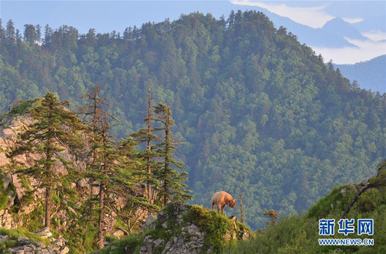 一只羚牛行走在药子梁山梁上