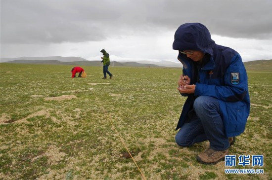 考察队成员蒋学龙（右）在藏北草原上查看鼠兔洞穴情况