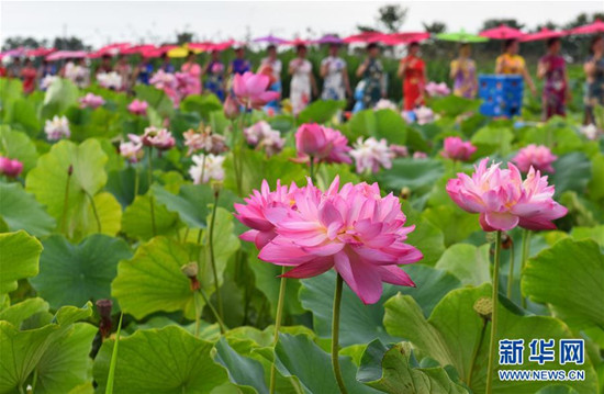 旗袍爱好者在四川省绵竹市九龙镇新龙村荷塘参加旗袍走秀