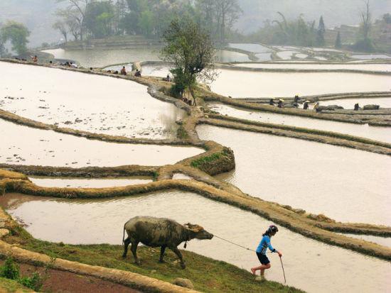 哈尼梯田最佳拍摄地推荐 哈尼梯田最佳拍摄地推荐