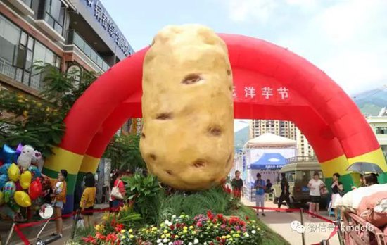 2017铜都开花洋芋节开幕 一个洋芋拍出5000元