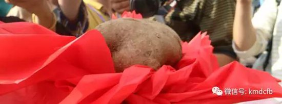 2017铜都开花洋芋节开幕 一个洋芋拍出5000元