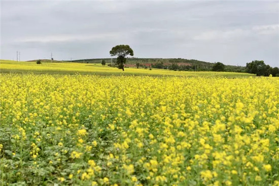 这座塞上小城 为什么得到总书记点赞 这座塞上小城 为什么得到总书记点赞