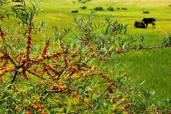 这座塞上小城 为什么得到总书记点赞 这座塞上小城 为什么得到总书记点赞