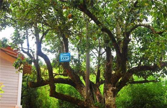 一丘田秋木箐宝珠梨庄园 可草坪烧烤摘果赏花