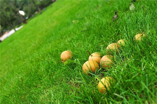 一丘田秋木箐宝珠梨庄园 可草坪烧烤摘果赏花