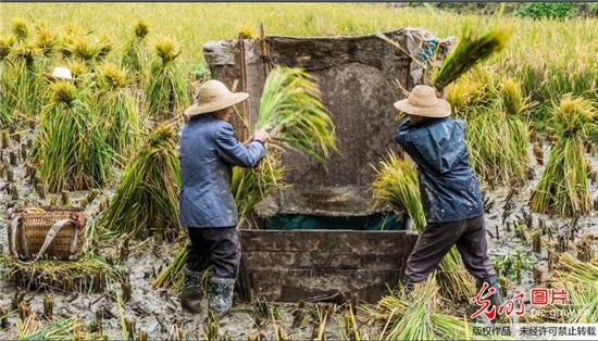 寒露至，农事忙