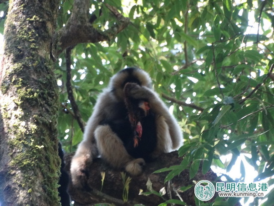 无量山自然保护区监测员拍到珍贵视频:长臂猿采食杜鹃花捕食鼯鼠 无量山自然保护区监测员拍到珍贵视频:长臂猿采食杜鹃花捕食鼯鼠
