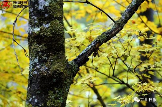 九寨沟震后首个秋:还是记忆中的童话世界