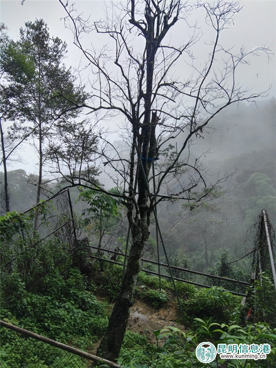 西双版纳热带植物园指导易武落水洞开展茶树王保护工作 西双版纳热带植物园指导易武落水洞开展茶树王保护工作