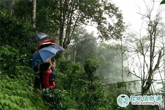 西双版纳热带植物园指导易武落水洞开展茶树王保护工作 西双版纳热带植物园指导易武落水洞开展茶树王保护工作