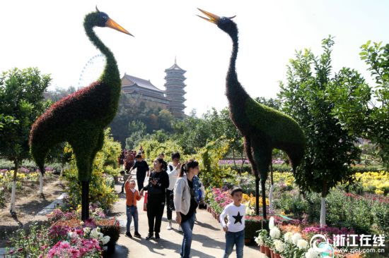 浙江东阳:菊花怒放 游客纷至沓来 浙江东阳:菊花怒放 游客纷至沓来
