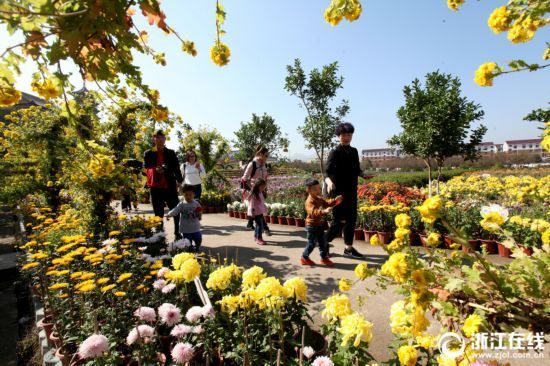 浙江东阳:菊花怒放 游客纷至沓来 浙江东阳:菊花怒放 游客纷至沓来