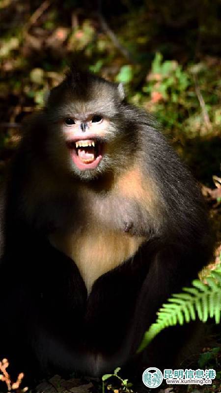 白马雪山的滇金丝猴。