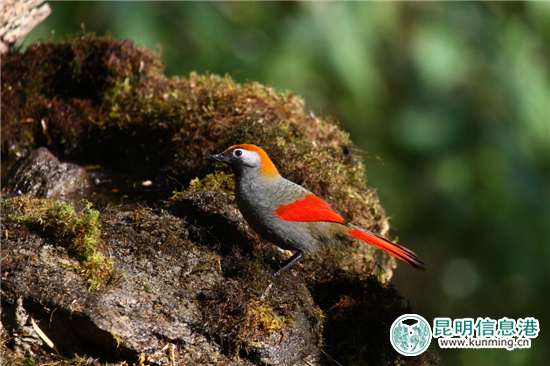 第二届高黎贡山国际观鸟节12月10日启幕