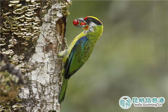 第二届高黎贡山国际观鸟节12月10日启幕