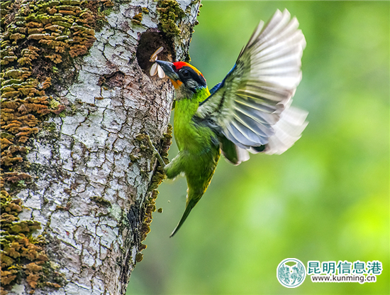 第二届高黎贡山国际观鸟节12月10日启幕