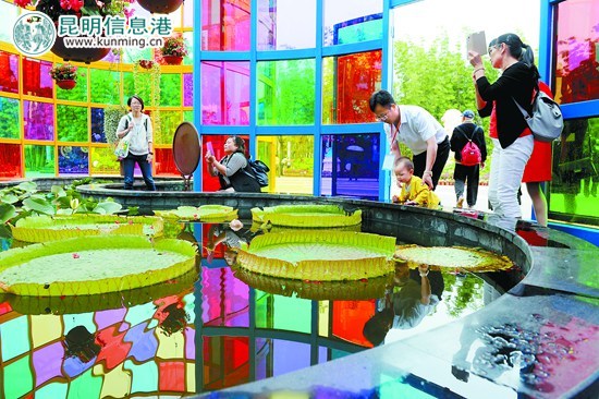 花潮不断特色渐浓 春城花事“墙内俏墙外香” 花潮不断特色渐浓 春城花事“墙内俏墙外香”