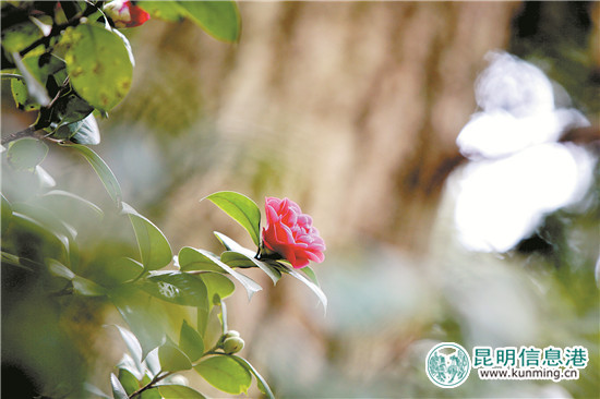 公园景观提升打造“一园一特色”城市客厅添魅力 公园景观提升打造“一园一特色”城市客厅添魅力