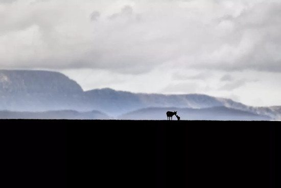 重磅丨2017新华社年度照片精选