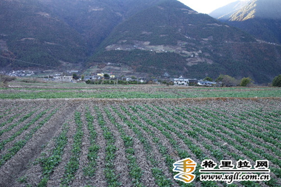 小田改大田后,劳动成本下降了,生产效益提高了。图为中药材基地木香长势良好。 小田改大田后,劳动成本下降了,生产效益提高了。图为中药材基地木香长势良好。